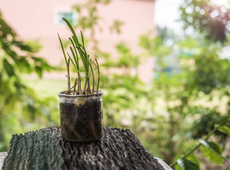 young onion sprouts are growing in sand bottle .の写真素材