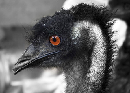 Ostrich