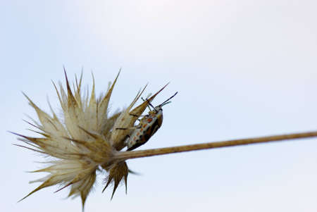 bedbugの写真素材