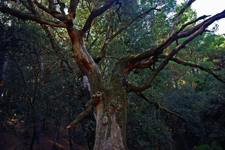 Tree