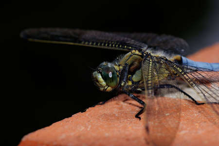 Dragonflyの写真素材