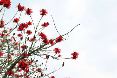 A tree that has beautiful red leavesの写真素材