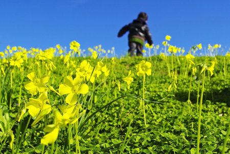 the arrival of spring, flowers, trees and blue sky