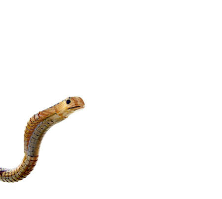 a wooden snake with a white backgroundの写真素材