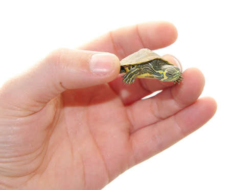A hand showing a domestic turtle isolated on white backgroundの写真素材