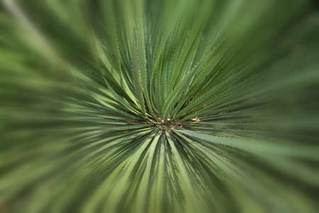 The colors of early spring, natureの写真素材