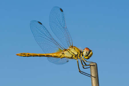 Macro dragonfly in the mountains, with blurred backgroundの写真素材
