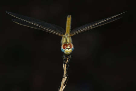 Macro dragonfly in the mountains, with blurred backgroundの写真素材