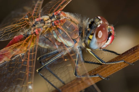 Macro dragonfly in the mountains, with blurred background