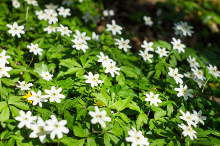 Anemonoides nemorosa lat. Anemone nemorosa top view, summer floral background. First spring flowers...