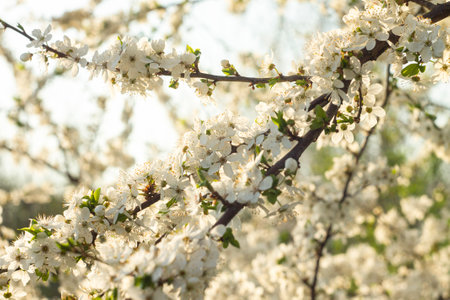 apple tree blossoms. bright and happy spring backdrop.の写真素材