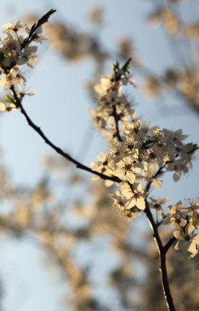 White flowers of cherry plum tree in close-up against blue sky on sunny day. Spring is coming.の写真素材