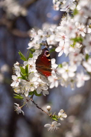 A multicolored butterfly sits on a white Apple blossomの写真素材