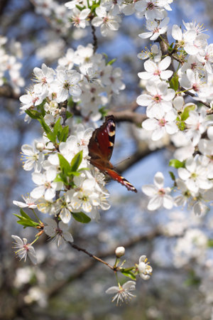 A multicolored butterfly sits on a white Apple blossomの写真素材