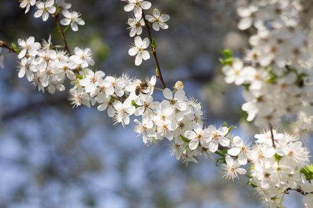 White flowers of cherry plum tree in close-up against blue sky on sunny day. Spring is coming.の写真素材