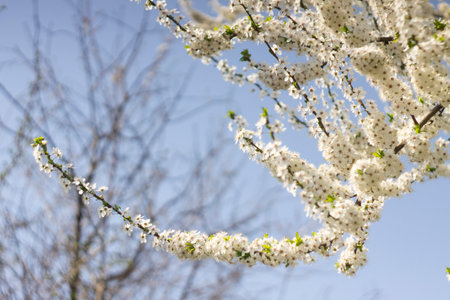 White flowers of cherry plum tree in close-up against blue sky on sunny day. Spring is coming.の写真素材