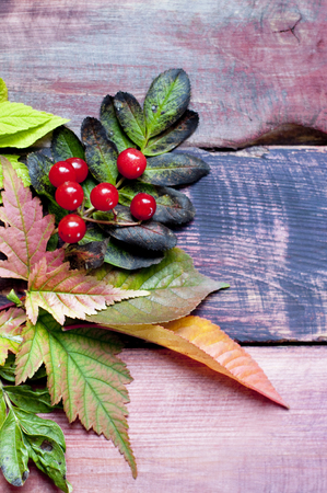 autumn berry and leaves on wood backgroundの写真素材