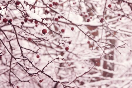 red berries under snowの写真素材