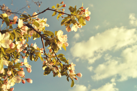Blossom spring tree backgroundの写真素材
