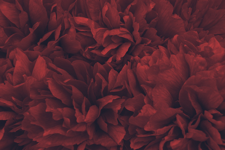 Dark flowers background. tonedの写真素材