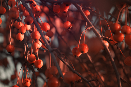 crab apple tree with red apples, autumn backgroundの写真素材