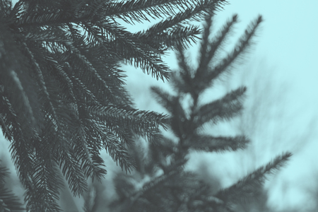 tree fir branches  in the frost. tonedの写真素材