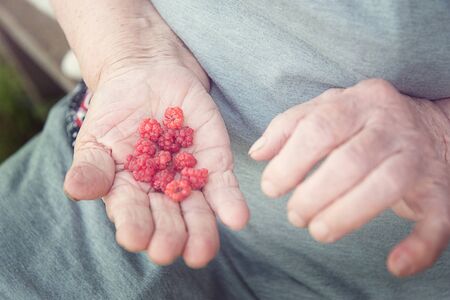 raspberries in the hands of an old womanの写真素材