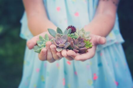 a set of different succulents in the hands of a baby girlの写真素材