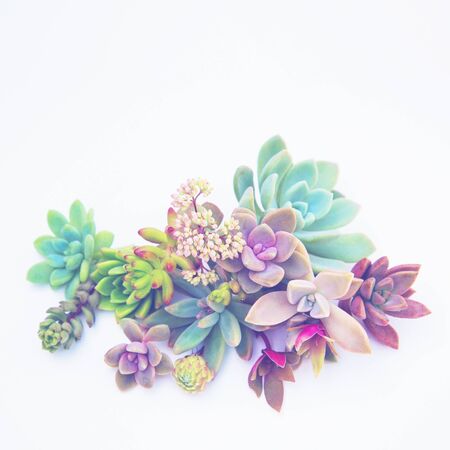set of different succulents on a light backgroundの写真素材