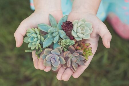 a set of different succulents in the hands of a baby girlの写真素材
