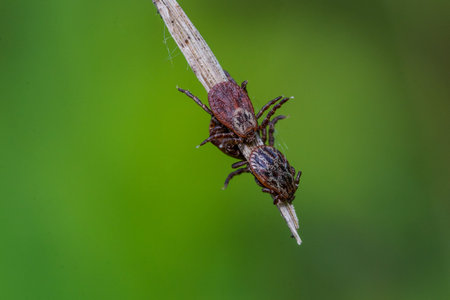 tick on a blade of grass