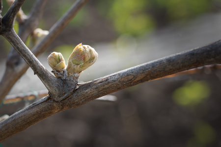blossoming from the buds leaf vine