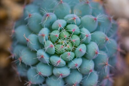 Rosetted succulent echeveria floral backgroundの写真素材