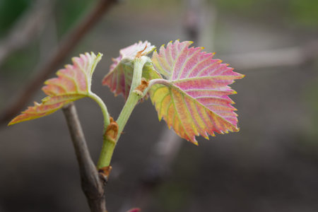 blossoming from the buds leaf vine
