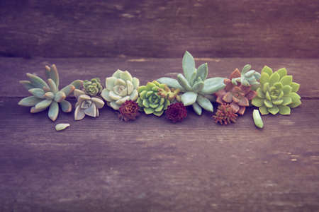 set of different succulents on a wooden backgroundの写真素材