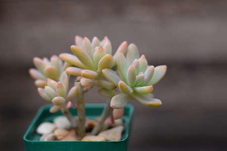 Graptosedum Francesco Baldi on a wooden backgroundの写真素材