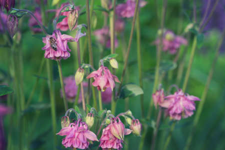 Pink flowers of aquilegia in gardenの写真素材