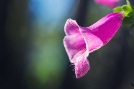beautiful bright pink and white foxglove flowerの写真素材
