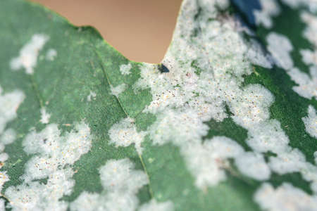 Grapevine diseases Downy Mildew is a fungal disease that affects a grape leavesの写真素材