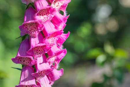 beautiful bright pink foxglove flowerの写真素材