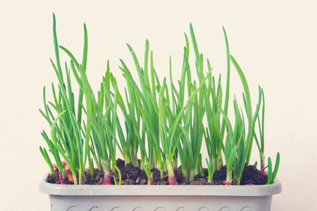 Growing green shallots. Planting onions at home. Close up. Selective focus.の写真素材