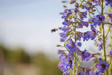 bumblebee on delphinium flowers sky backgroundの写真素材