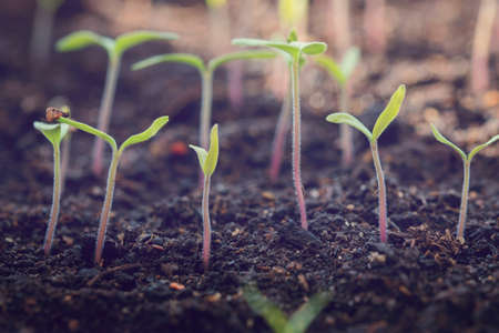 small sprouts tomato seedlings gardeningの写真素材