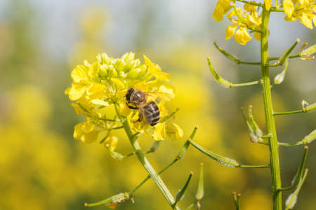 The bee collects honey on a rape flowerの写真素材