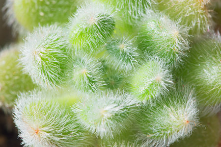 fluffy echeveria Green Velvet close-up