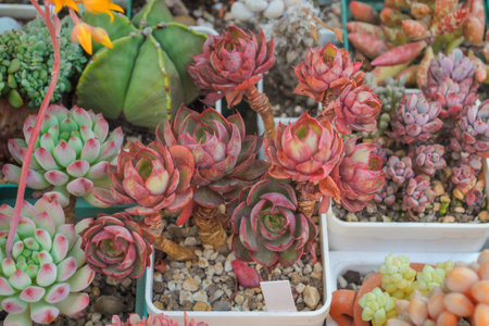collection of succulents of echeveriaの写真素材