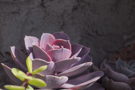 Variegata Echeveria Perle von Nurnberg Rainbowの写真素材