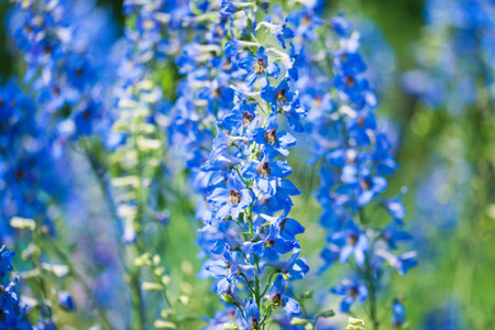blue delphinium blooming in the gardenの写真素材