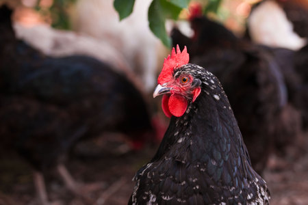 mottled australorp chicken in a chicken coopの写真素材