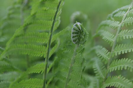 Green fern leaves in springの写真素材